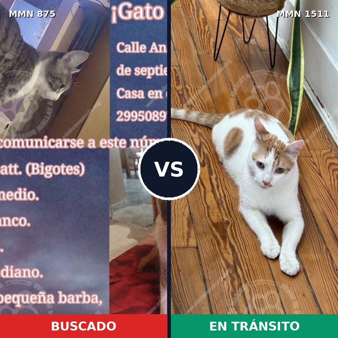 Comparativa MMS 27890: mascota perdida y mascota encontrada, 50% de similitud