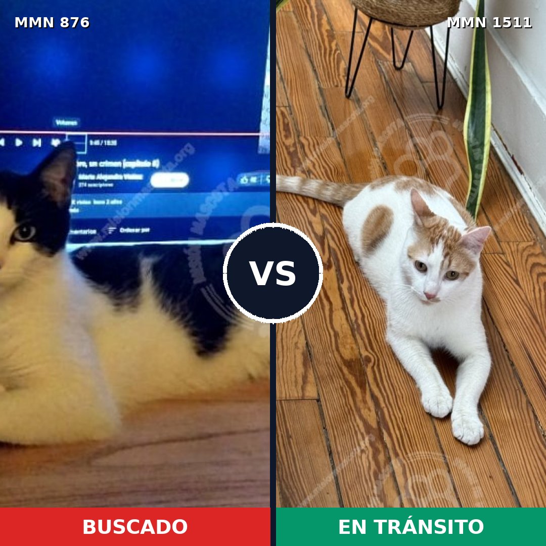 Comparativa MMS 27891: mascota perdida y mascota encontrada, 50% de similitud