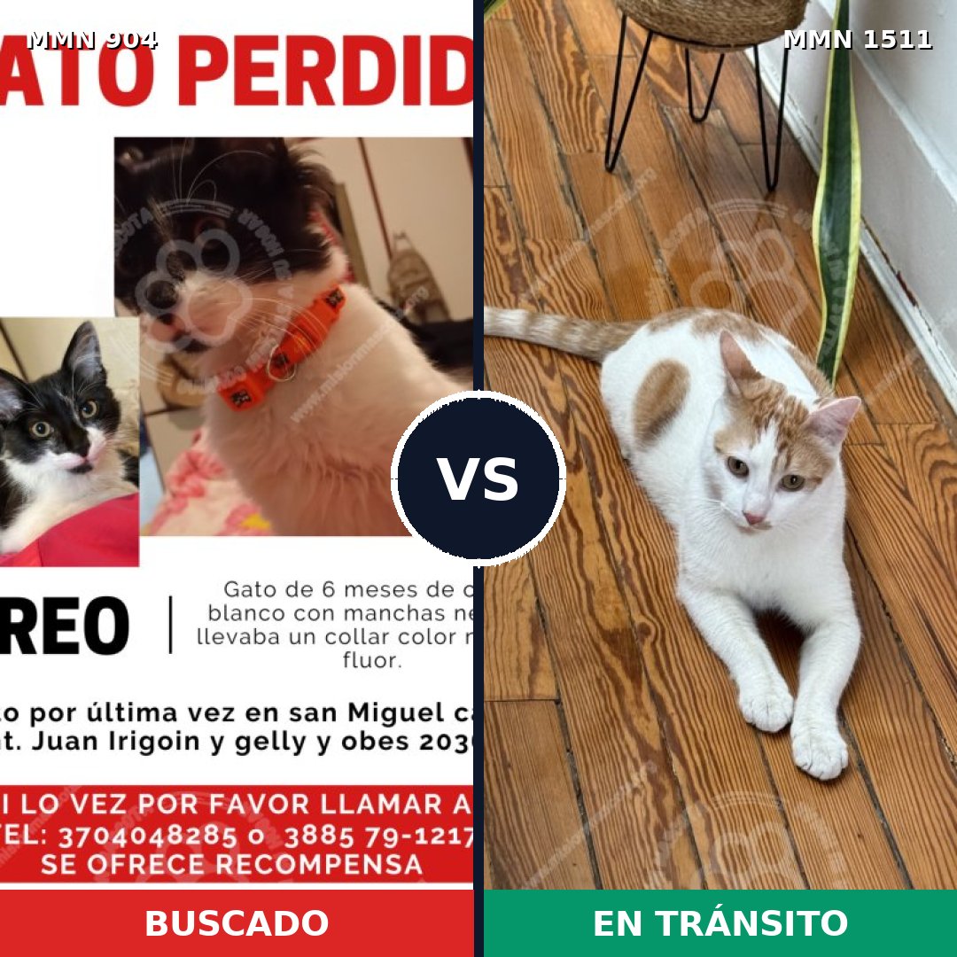 Comparativa MMS 27892: mascota perdida y mascota encontrada, 41% de similitud