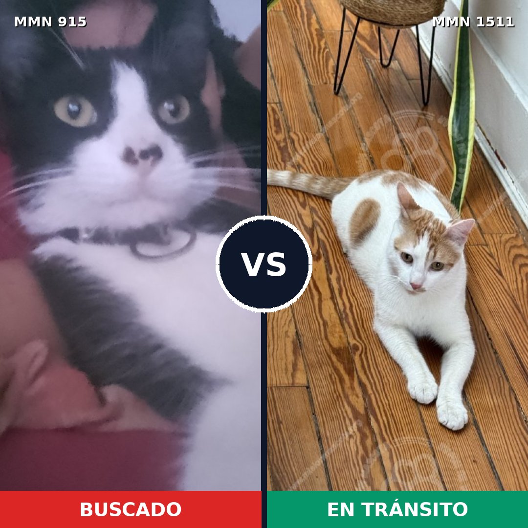 Comparativa MMS 27893: mascota perdida y mascota encontrada, 46% de similitud