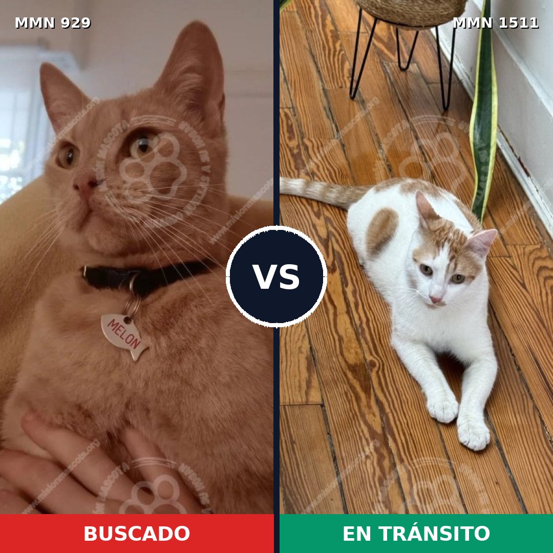 Comparativa MMS 27895: mascota perdida y mascota encontrada, 50% de similitud