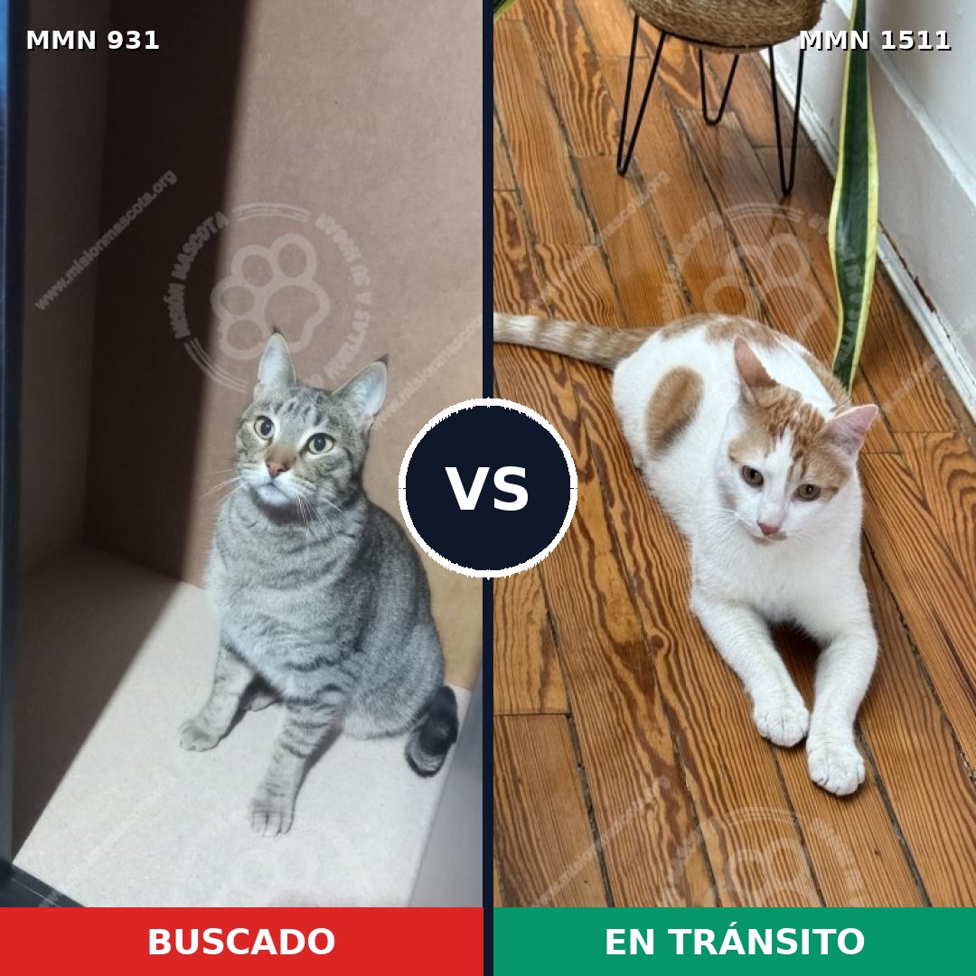 Comparativa MMS 27896: mascota perdida y mascota encontrada, 47% de similitud