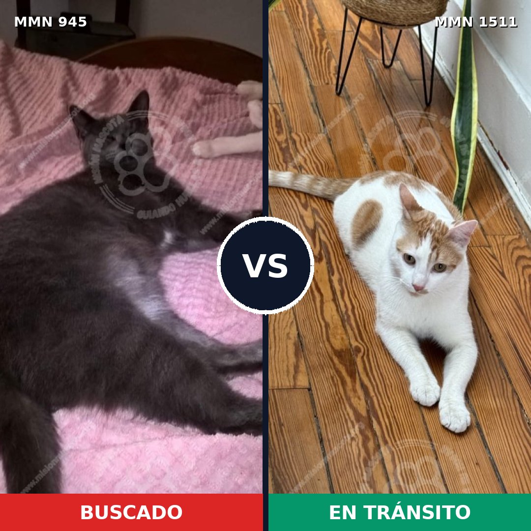 Comparativa MMS 27897: mascota perdida y mascota encontrada, 53% de similitud