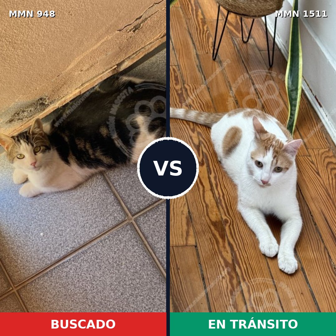 Comparativa MMS 27898: mascota perdida y mascota encontrada, 54% de similitud