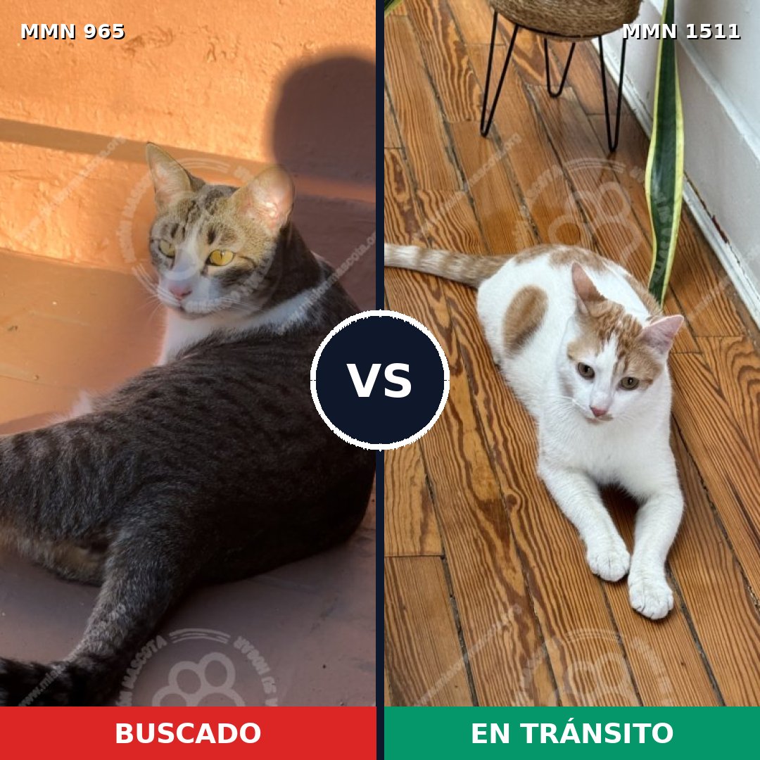 Comparativa MMS 27899: mascota perdida y mascota encontrada, 56% de similitud