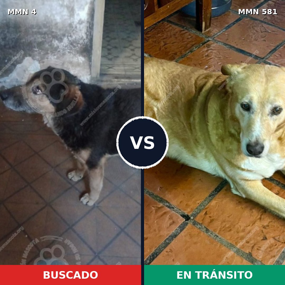 Comparativa MMS 279: mascota perdida y mascota encontrada, 57% de similitud