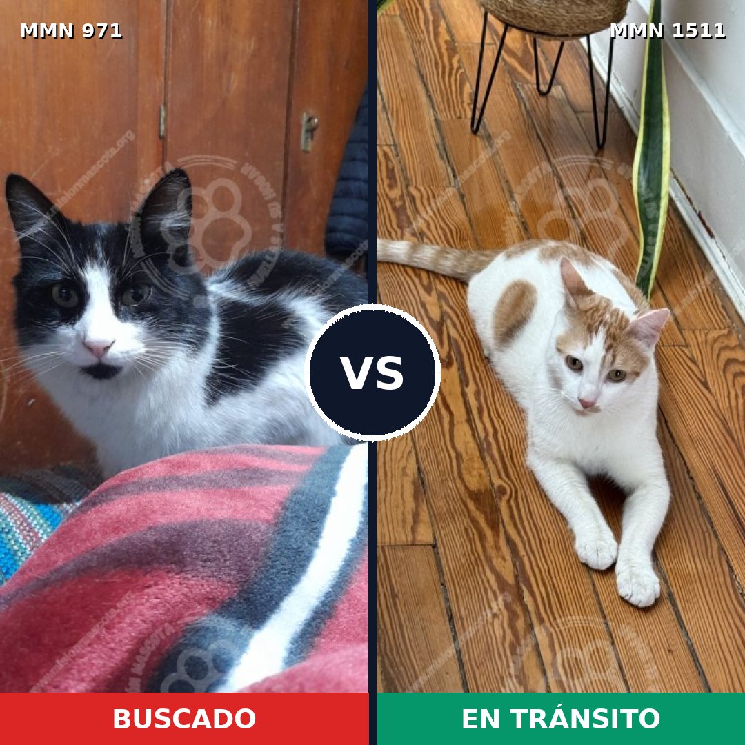 Comparativa MMS 27900: mascota perdida y mascota encontrada, 54% de similitud