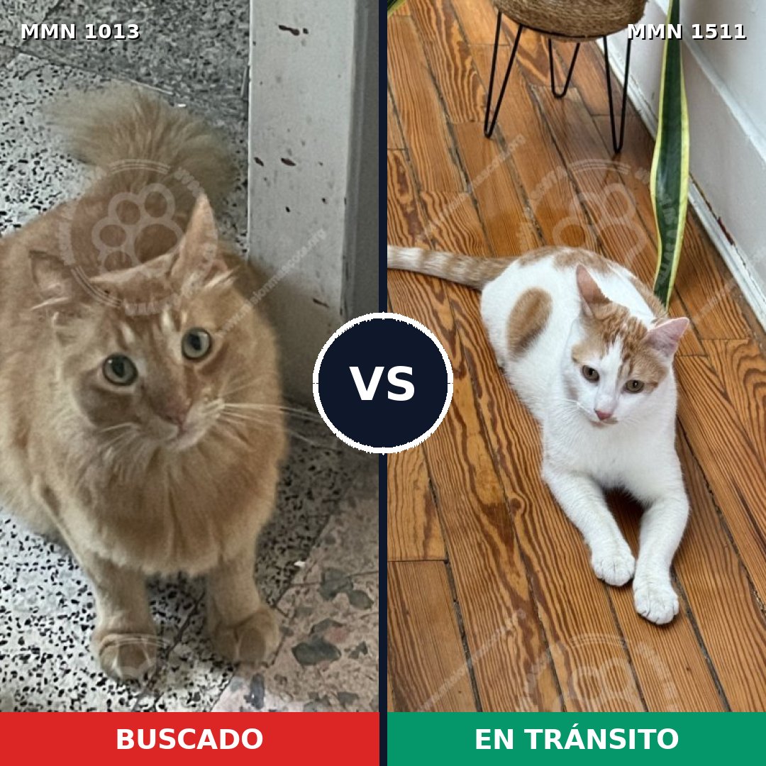 Comparativa MMS 27903: mascota perdida y mascota encontrada, 41% de similitud