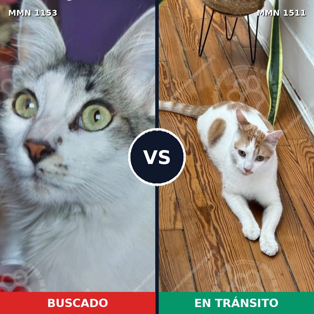 Comparativa MMS 27904: mascota perdida y mascota encontrada, 81% de similitud