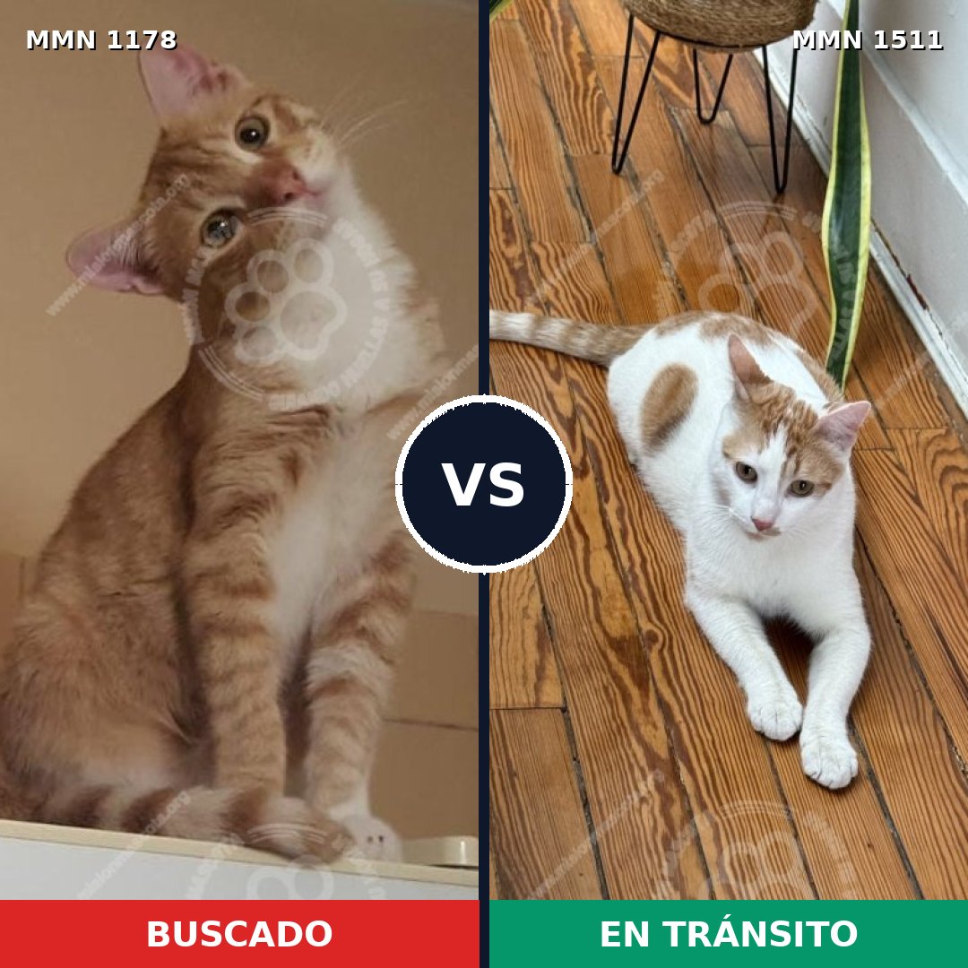 Comparativa MMS 27905: mascota perdida y mascota encontrada, 74% de similitud