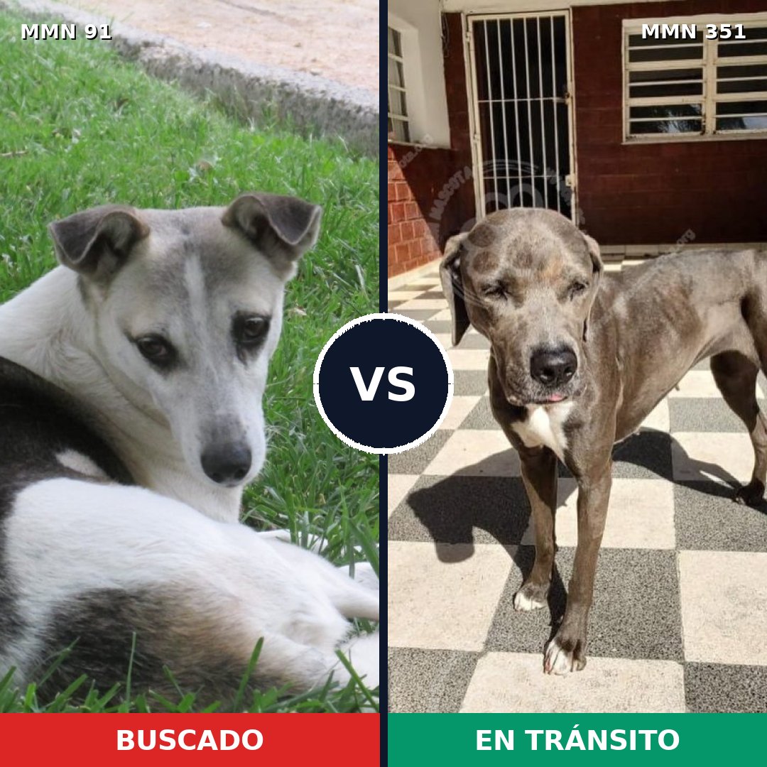 Comparativa MMS 2791: mascota perdida y mascota encontrada, 60% de similitud
