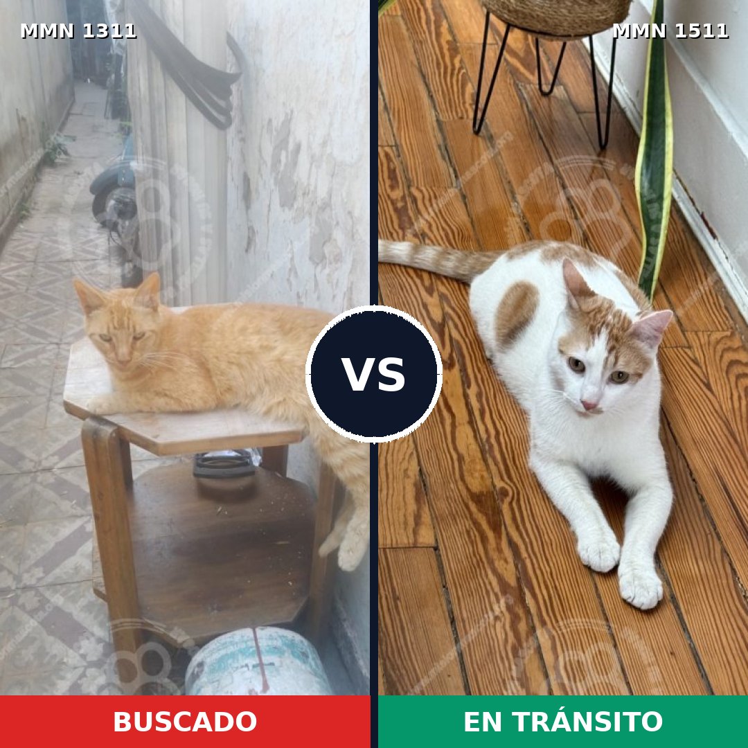 Comparativa MMS 27911: mascota perdida y mascota encontrada, 77% de similitud