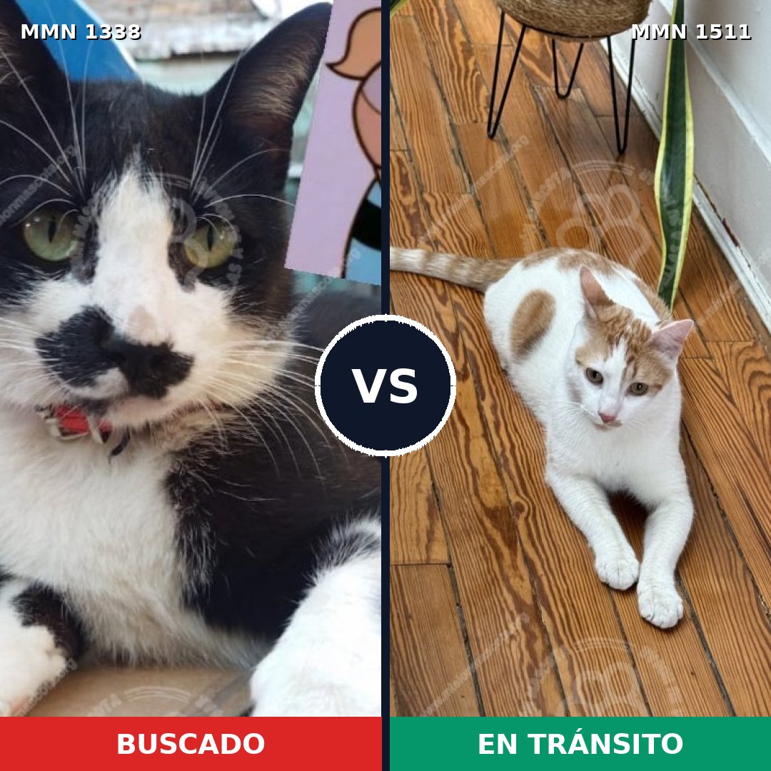 Comparativa MMS 27912: mascota perdida y mascota encontrada, 58% de similitud
