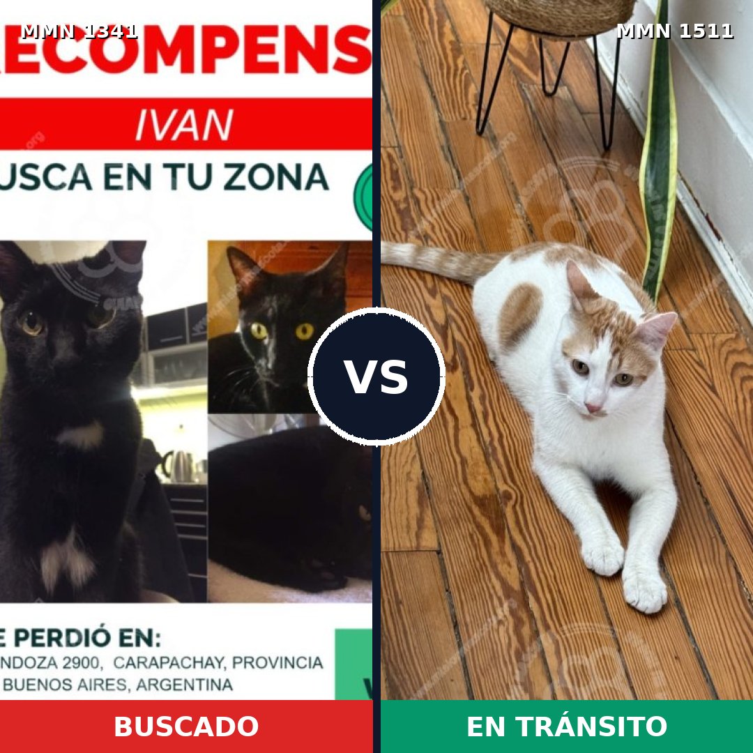 Comparativa MMS 27913: mascota perdida y mascota encontrada, 79% de similitud