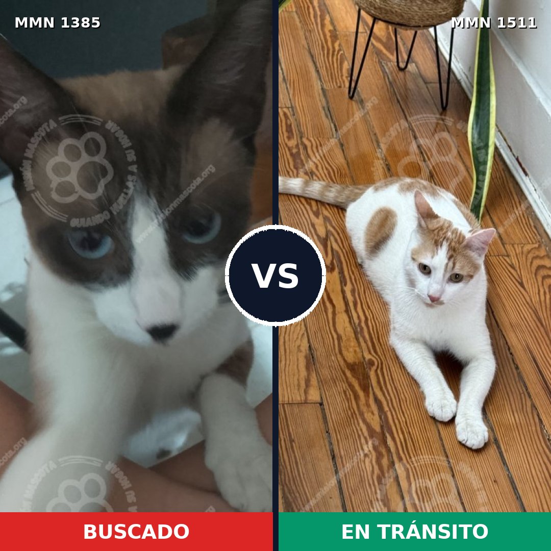 Comparativa MMS 27914: mascota perdida y mascota encontrada, 44% de similitud