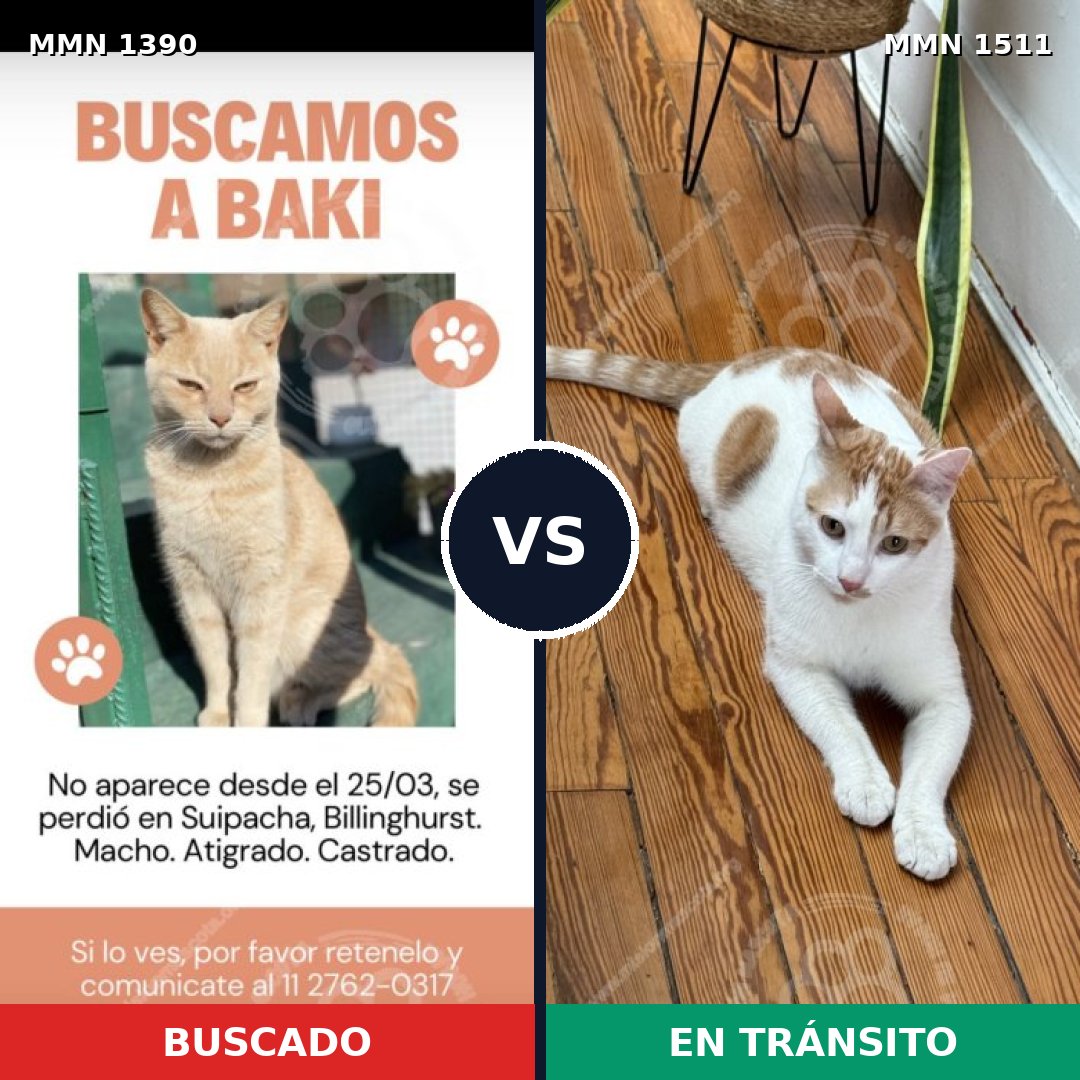 Comparativa MMS 27915: mascota perdida y mascota encontrada, 82% de similitud