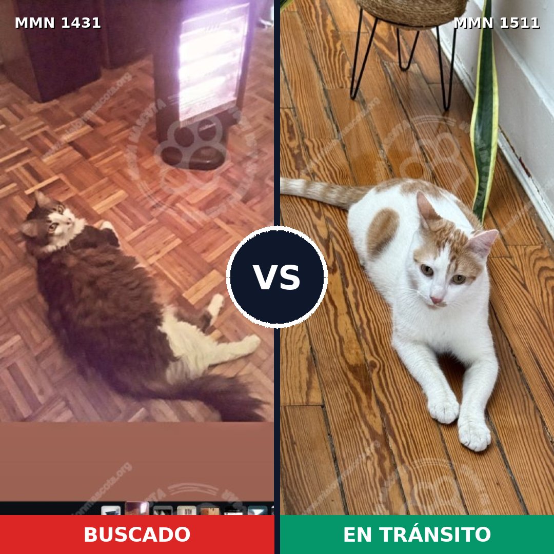 Comparativa MMS 27918: mascota perdida y mascota encontrada, 59% de similitud