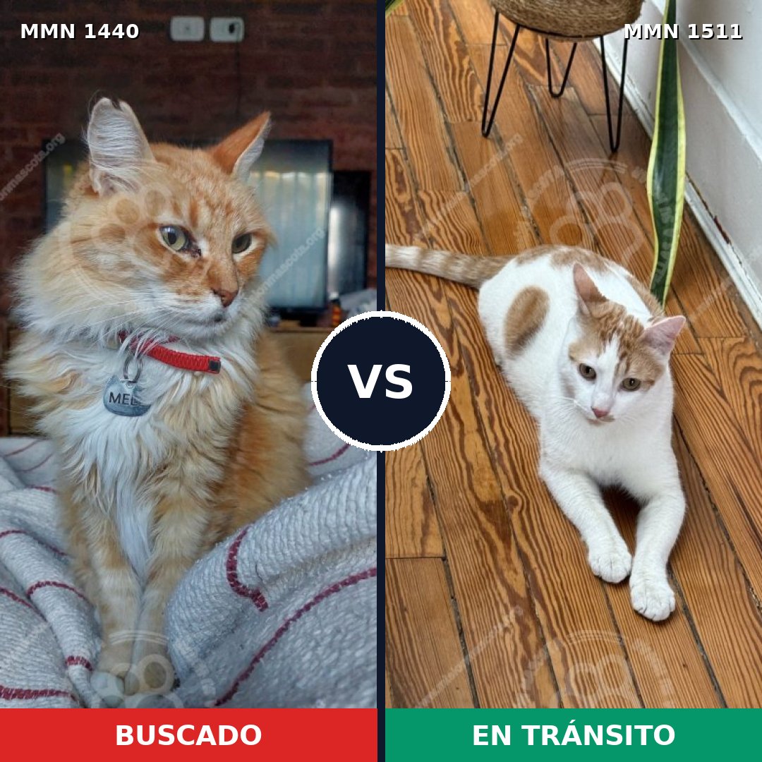 Comparativa MMS 27919: mascota perdida y mascota encontrada, 46% de similitud
