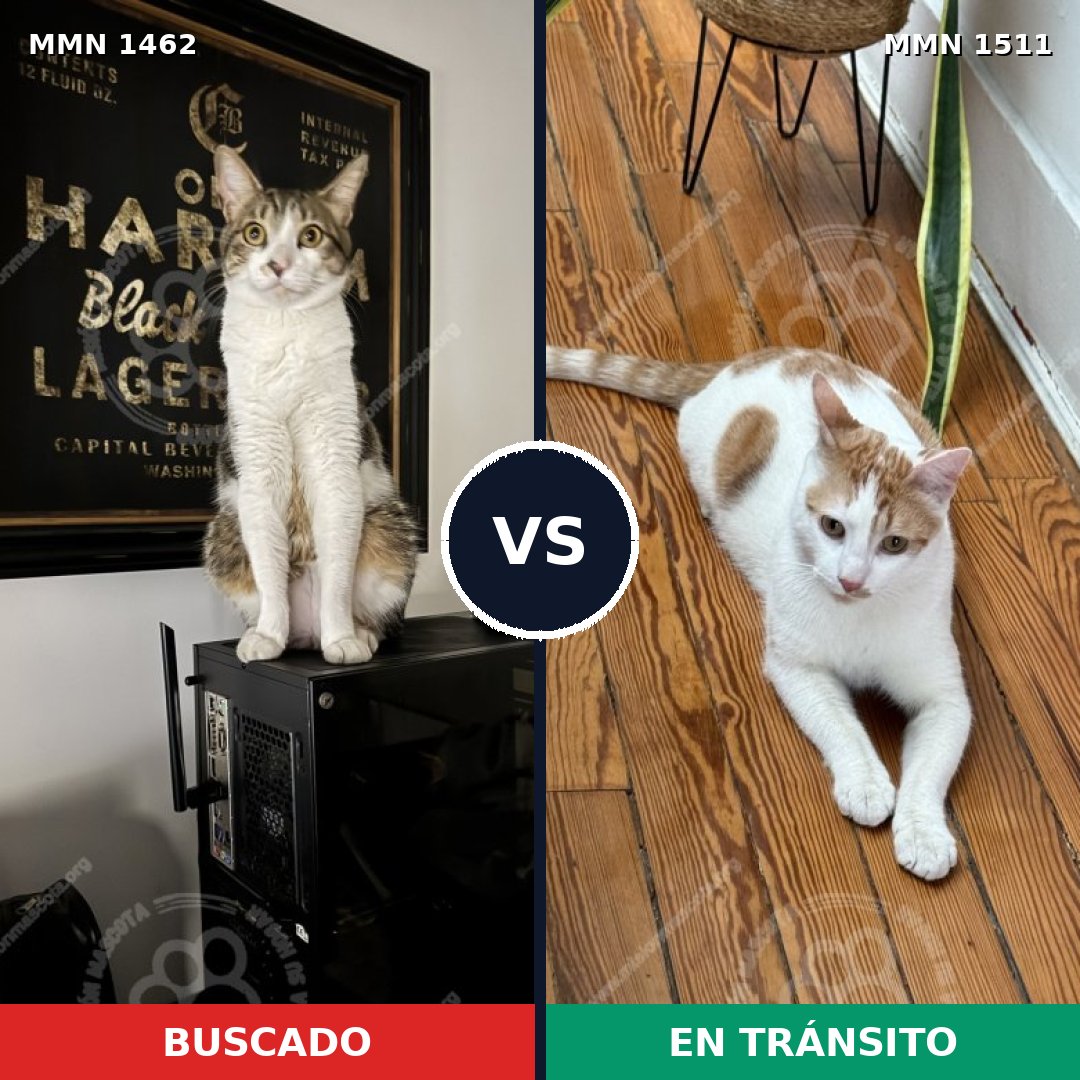 Comparativa MMS 27920: mascota perdida y mascota encontrada, 80% de similitud