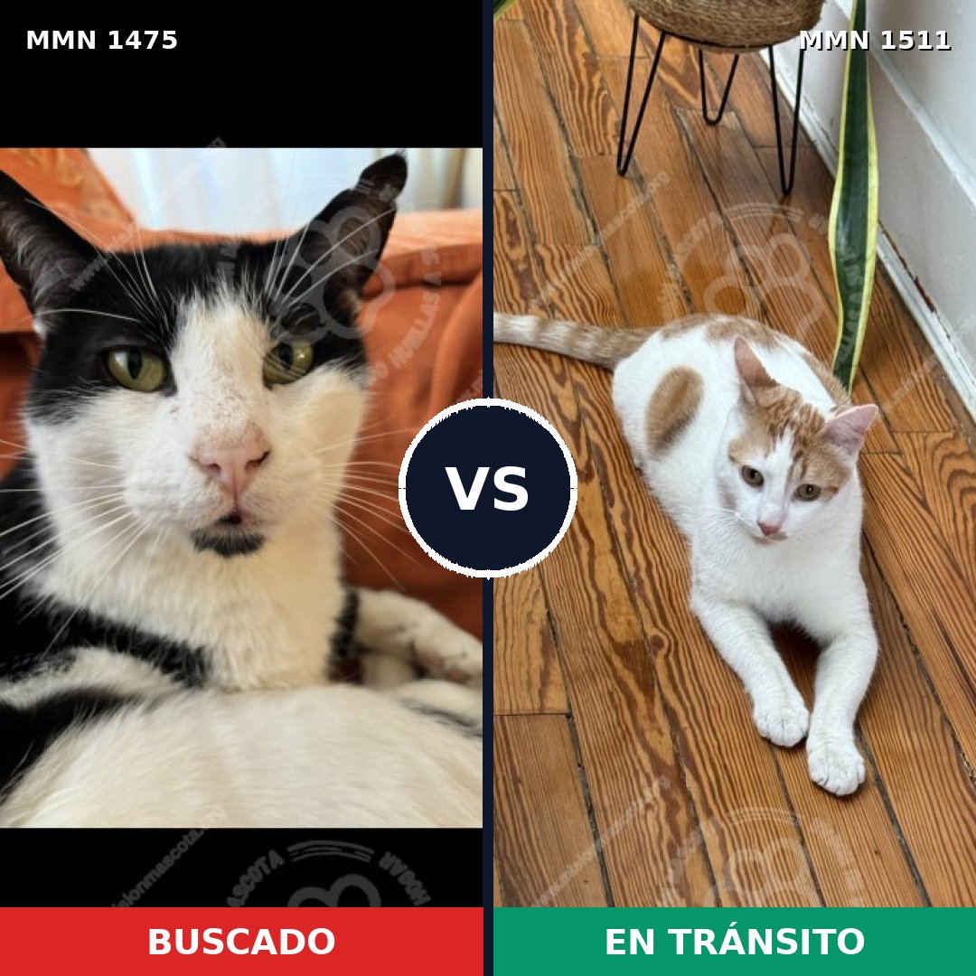 Comparativa MMS 27922: mascota perdida y mascota encontrada, 69% de similitud