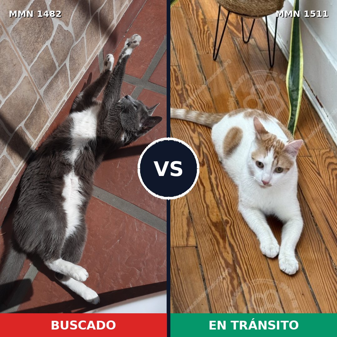 Comparativa MMS 27924: mascota perdida y mascota encontrada, 79% de similitud