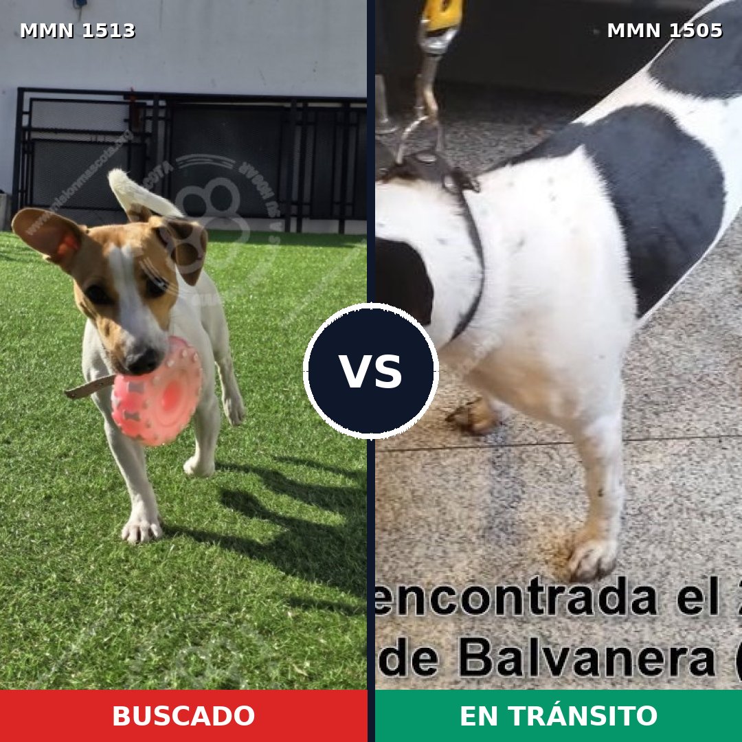 Comparativa MMS 27928: mascota perdida y mascota encontrada, 46% de similitud