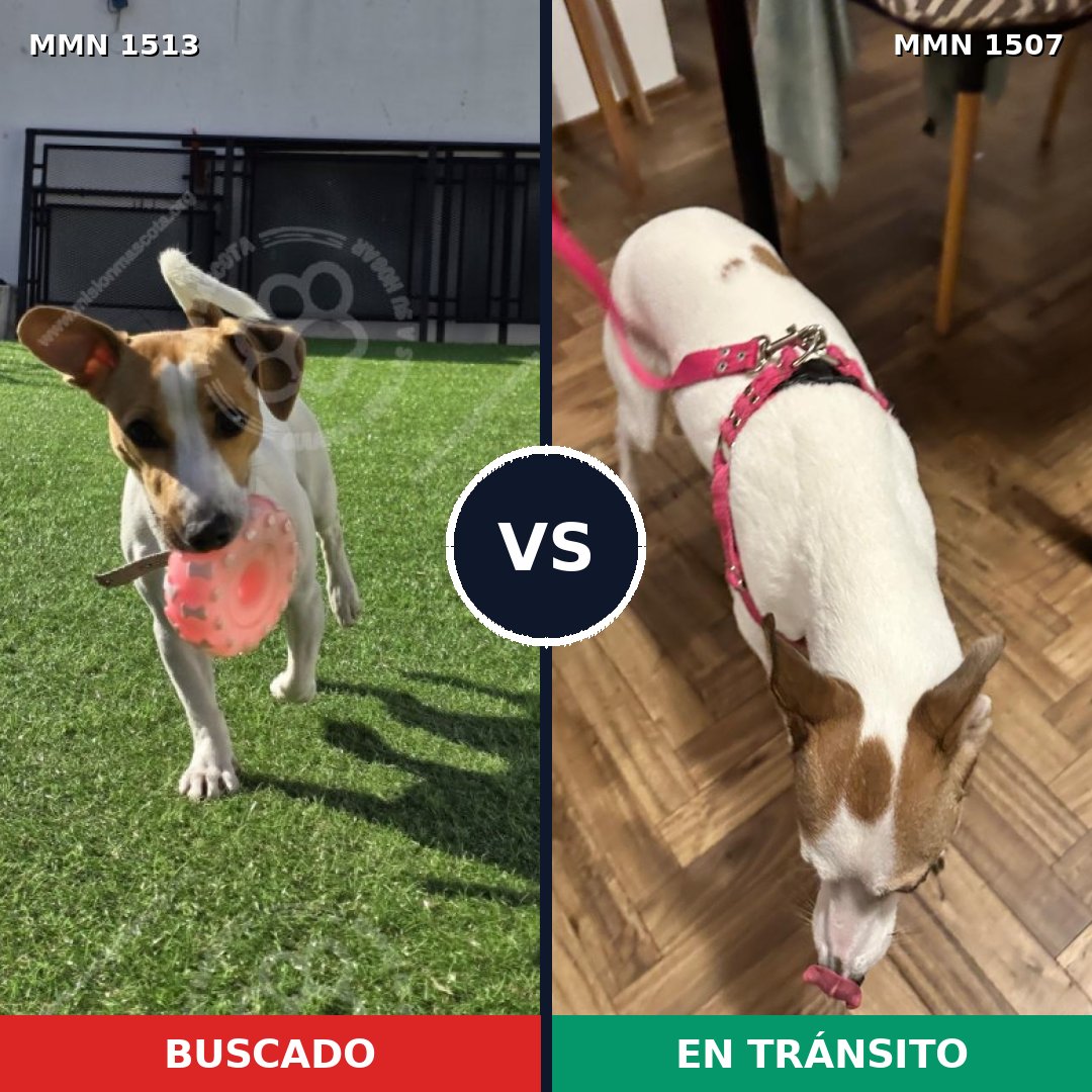Comparativa MMS 27929: mascota perdida y mascota encontrada, 42% de similitud