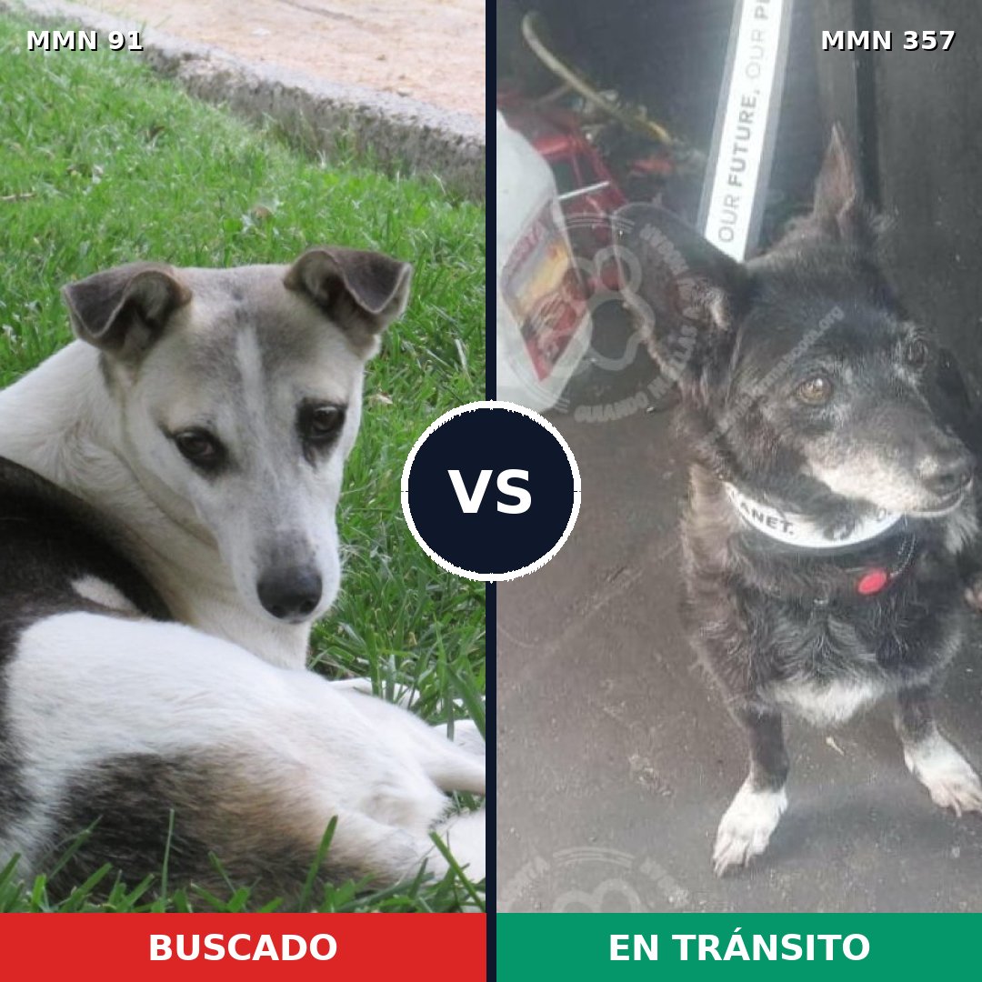 Comparativa MMS 2793: mascota perdida y mascota encontrada, 76% de similitud