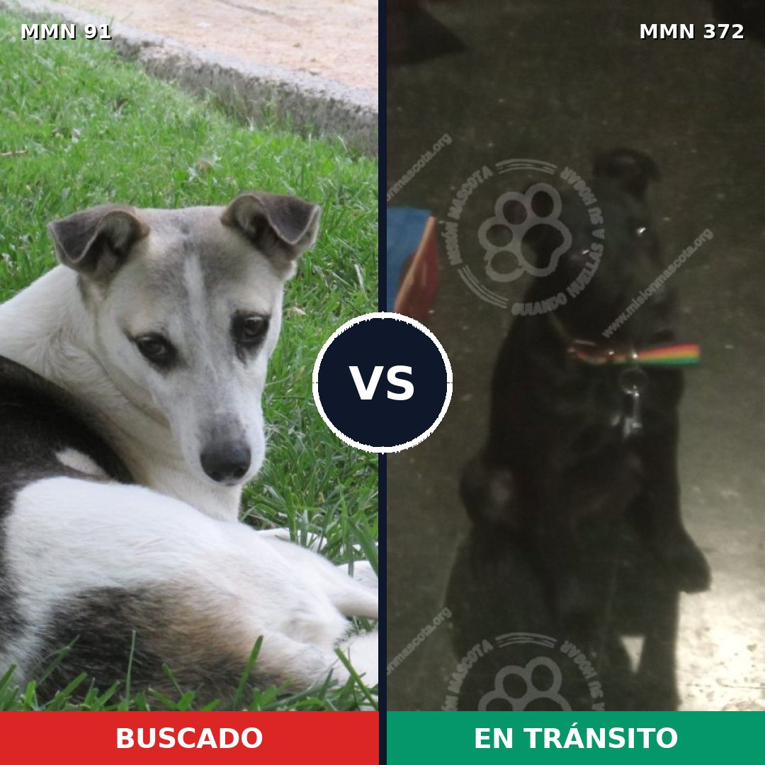 Comparativa MMS 2795: mascota perdida y mascota encontrada, 73% de similitud