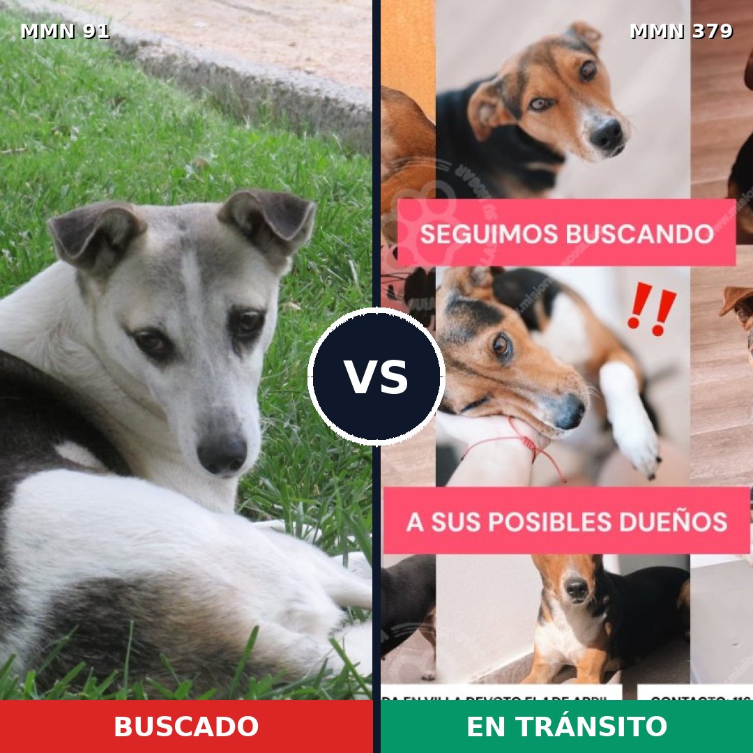 Comparativa MMS 2797: mascota perdida y mascota encontrada, 73% de similitud