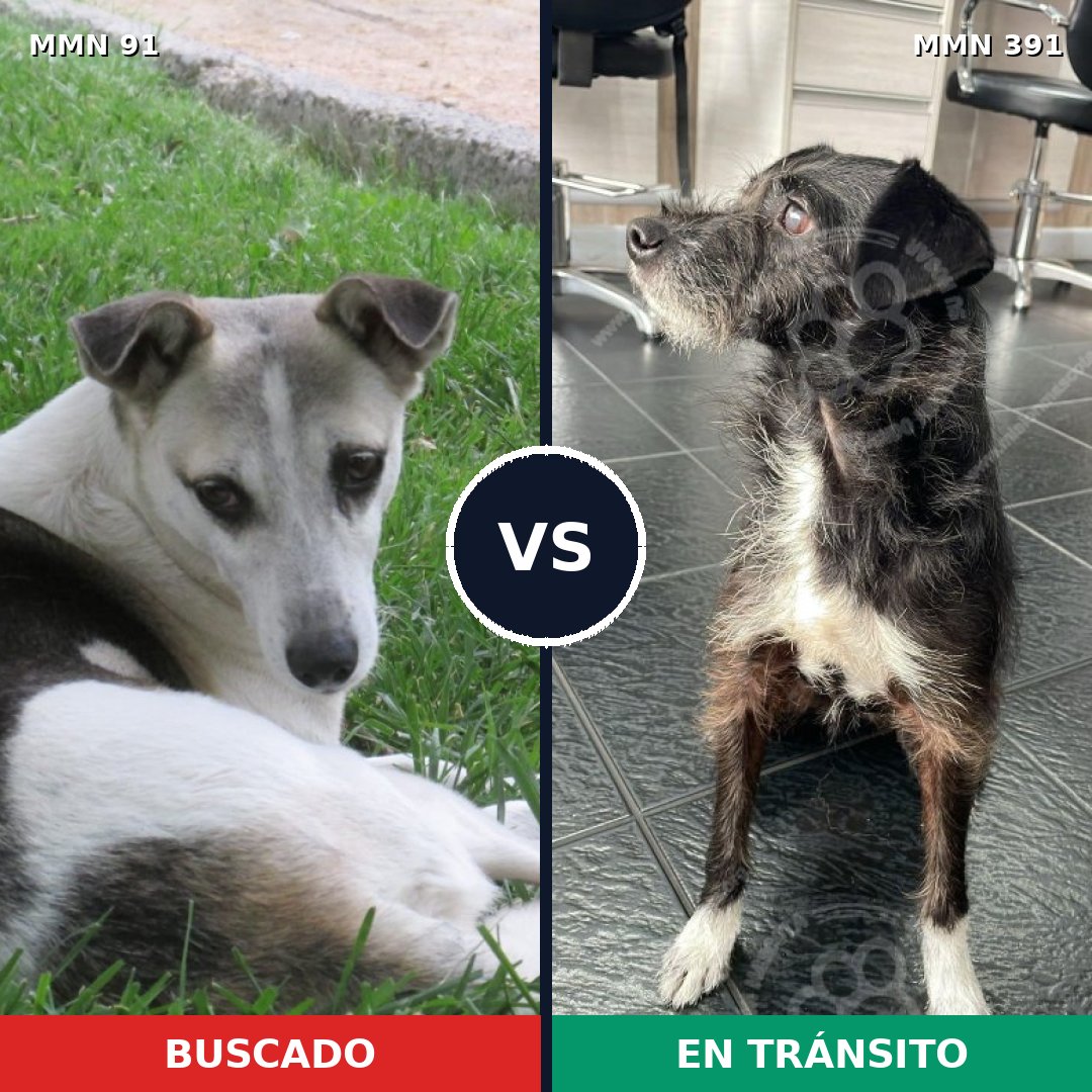 Comparativa MMS 2798: mascota perdida y mascota encontrada, 75% de similitud