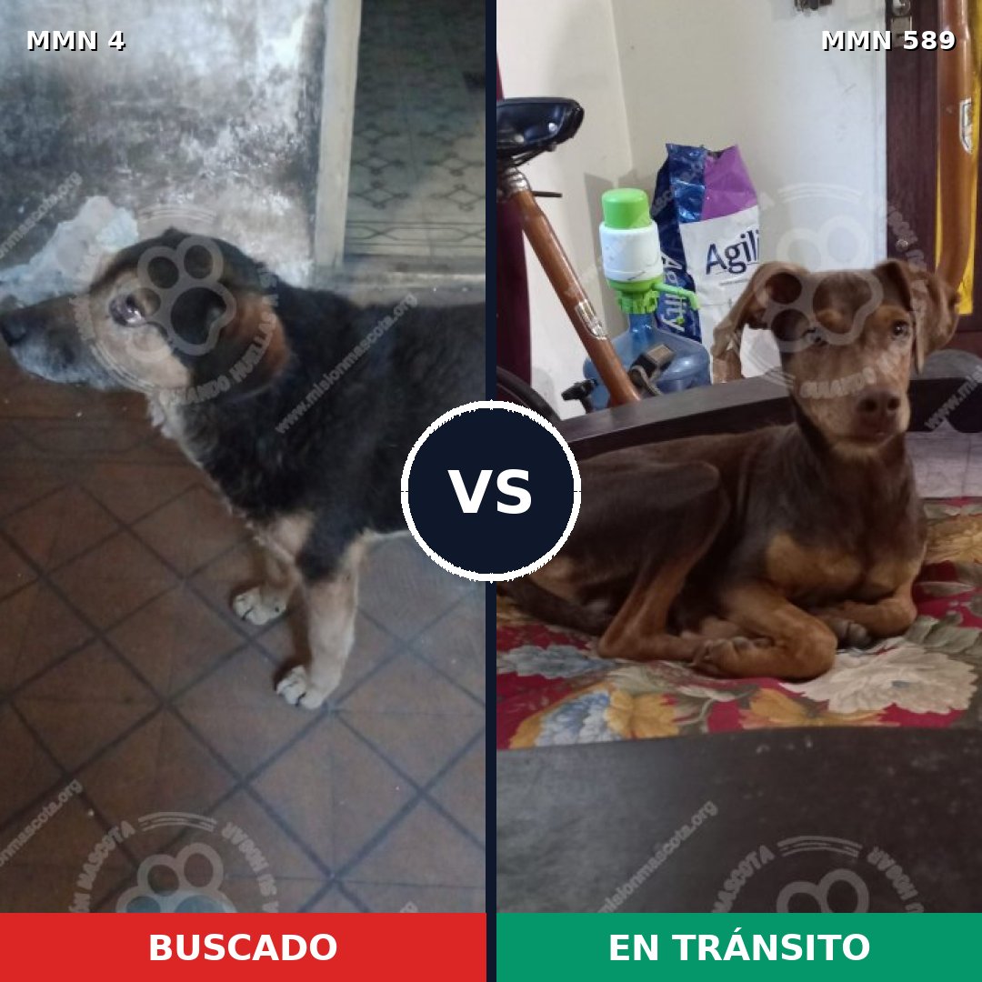 Comparativa MMS 280: mascota perdida y mascota encontrada, 48% de similitud