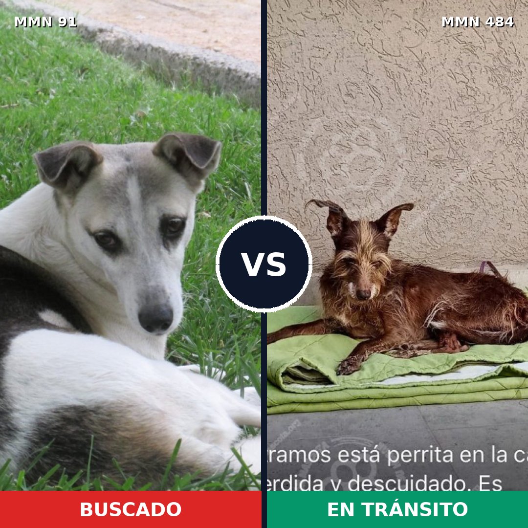 Comparativa MMS 2801: mascota perdida y mascota encontrada, 70% de similitud