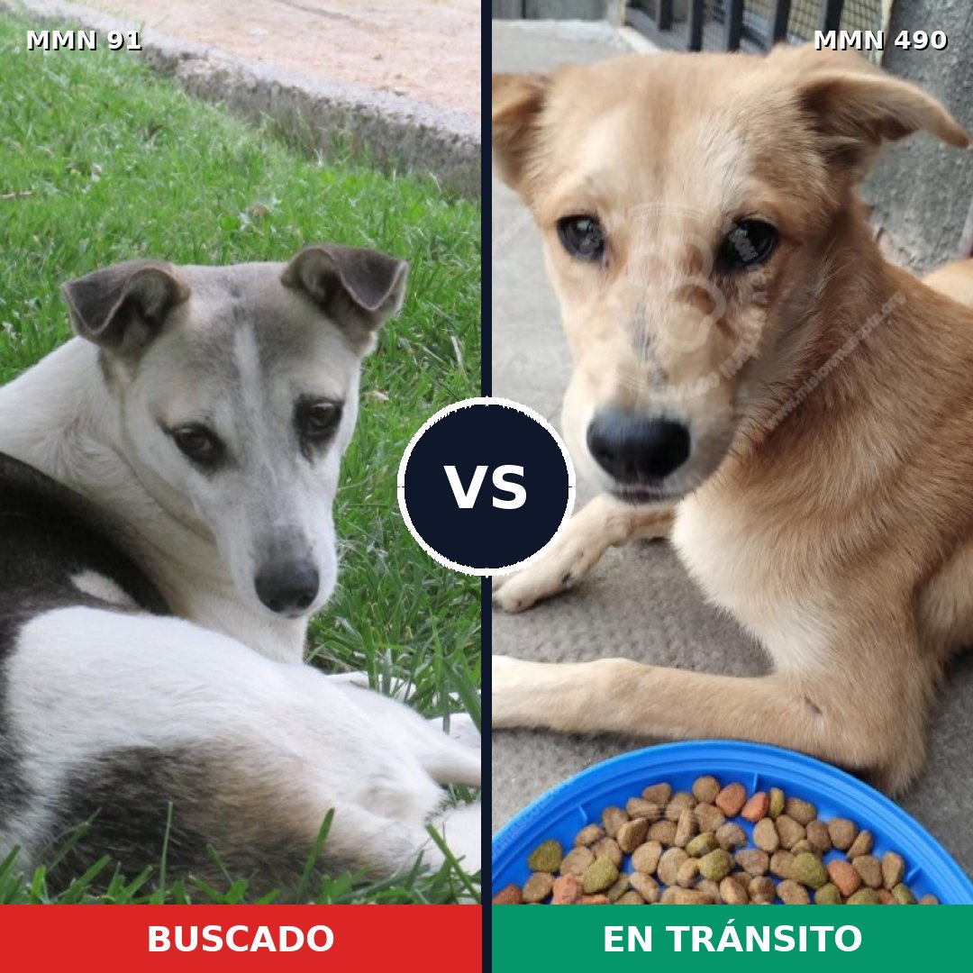 Comparativa MMS 2803: mascota perdida y mascota encontrada, 60% de similitud