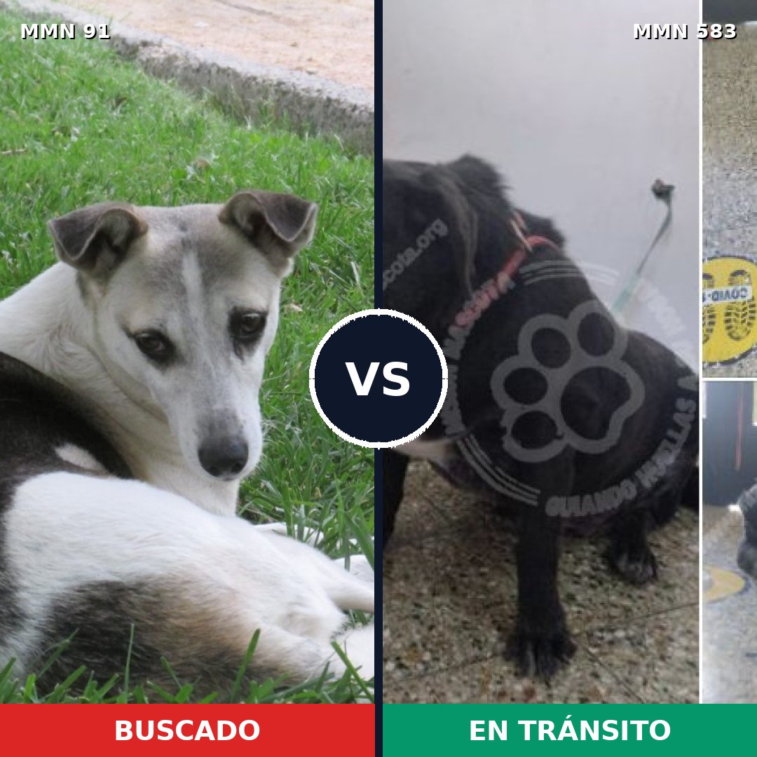 Comparativa MMS 2805: mascota perdida y mascota encontrada, 75% de similitud