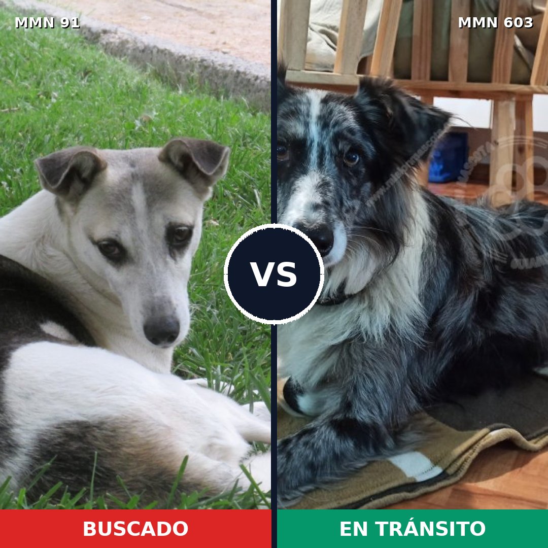Comparativa MMS 2806: mascota perdida y mascota encontrada, 42% de similitud