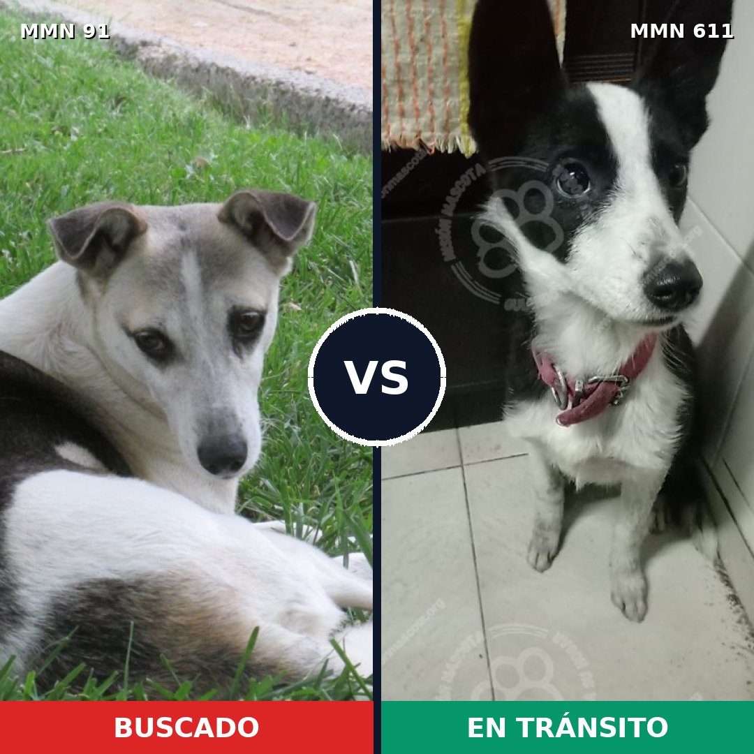 Comparativa MMS 2807: mascota perdida y mascota encontrada, 75% de similitud