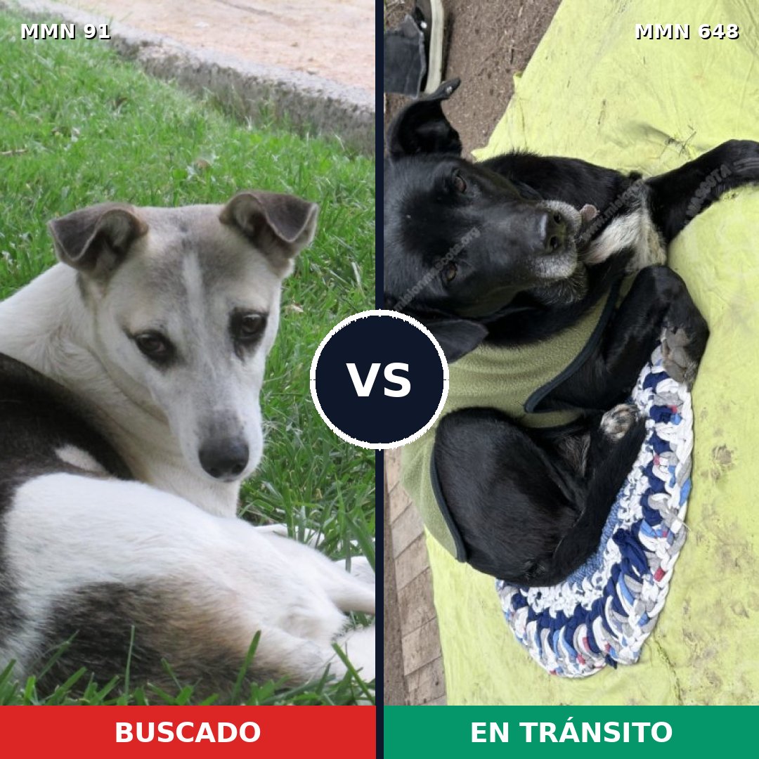 Comparativa MMS 2809: mascota perdida y mascota encontrada, 51% de similitud