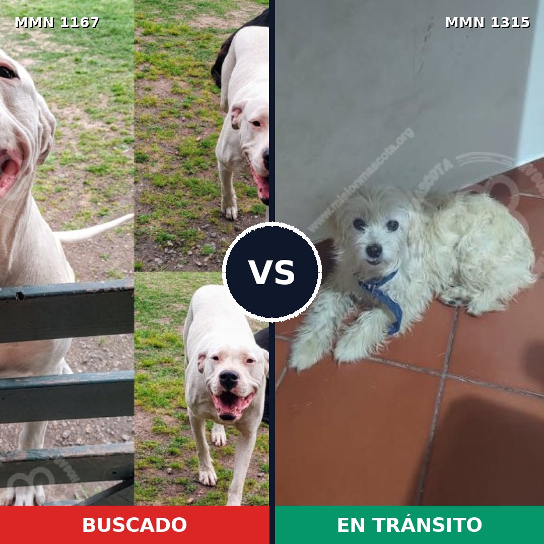 Comparativa MMS 28096: mascota perdida y mascota encontrada, 27% de similitud