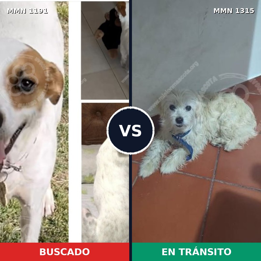 Comparativa MMS 28097: mascota perdida y mascota encontrada, 55% de similitud