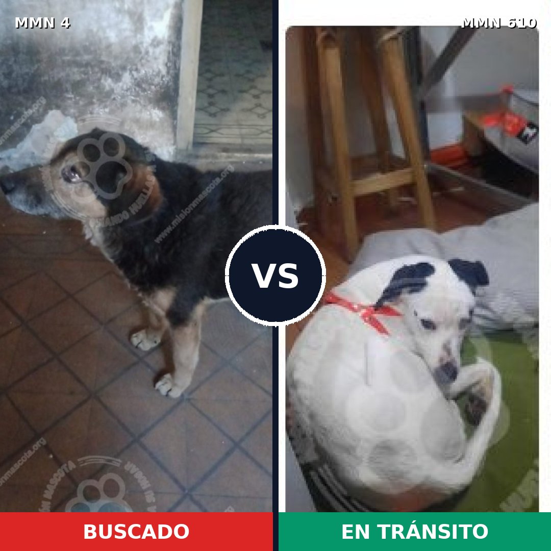 Comparativa MMS 281: mascota perdida y mascota encontrada, 73% de similitud