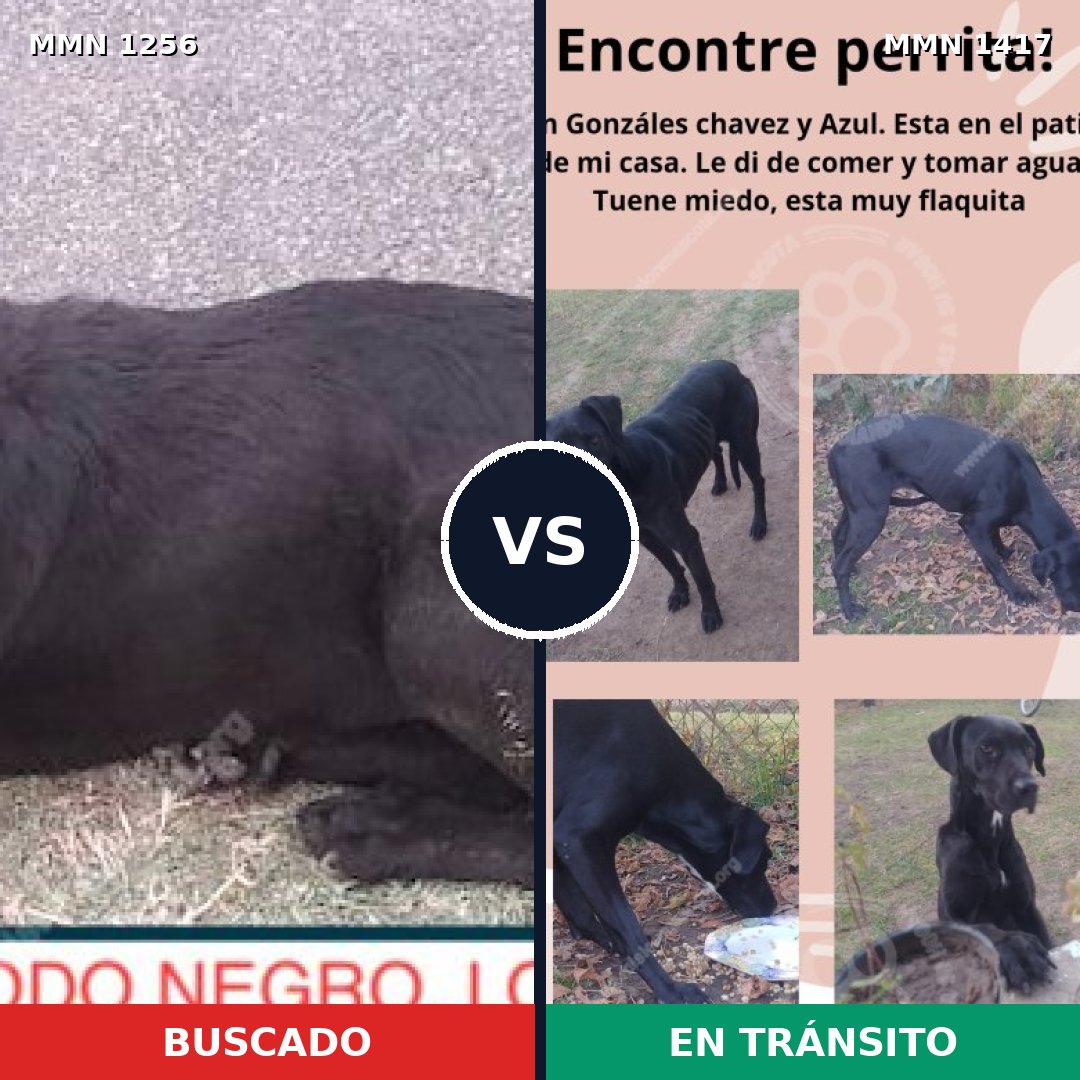 Comparativa MMS 28102: mascota perdida y mascota encontrada, 87% de similitud