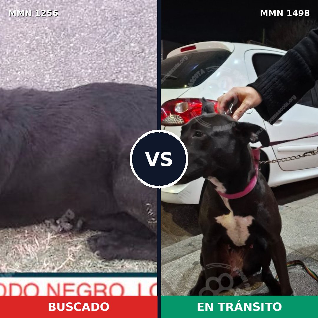 Comparativa MMS 28103: mascota perdida y mascota encontrada, 78% de similitud