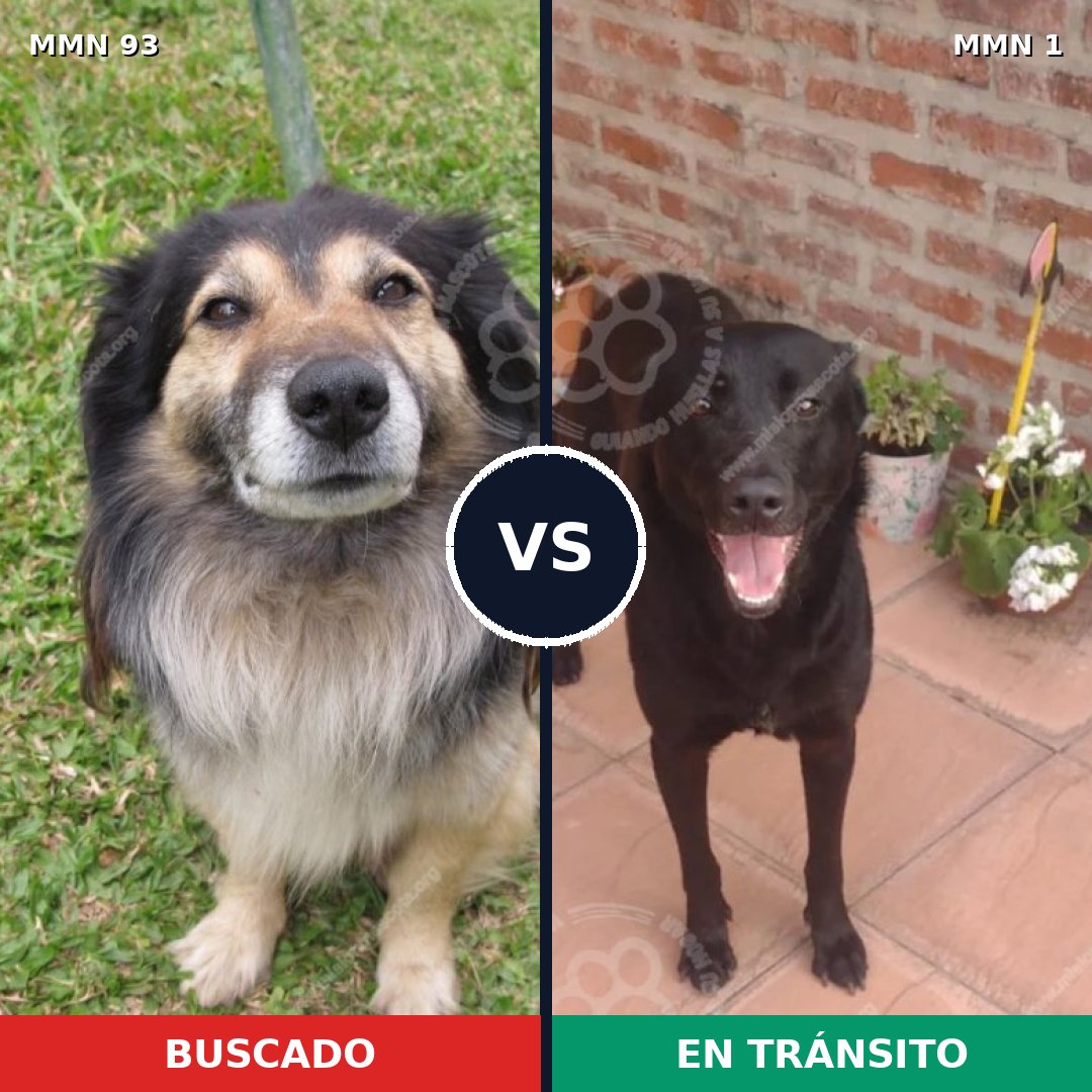 Comparativa MMS 2811: mascota perdida y mascota encontrada, 59% de similitud