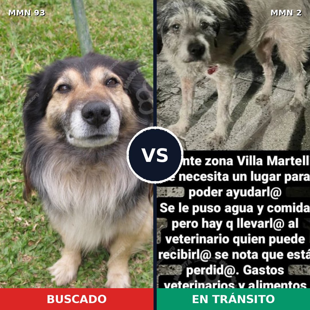 Comparativa MMS 2812: mascota perdida y mascota encontrada, 48% de similitud