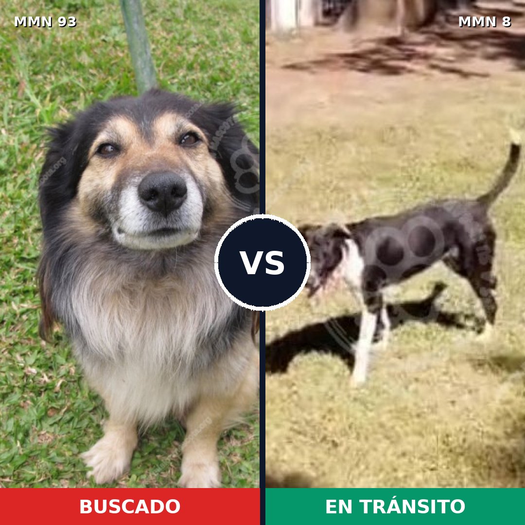 Comparativa MMS 2813: mascota perdida y mascota encontrada, 59% de similitud