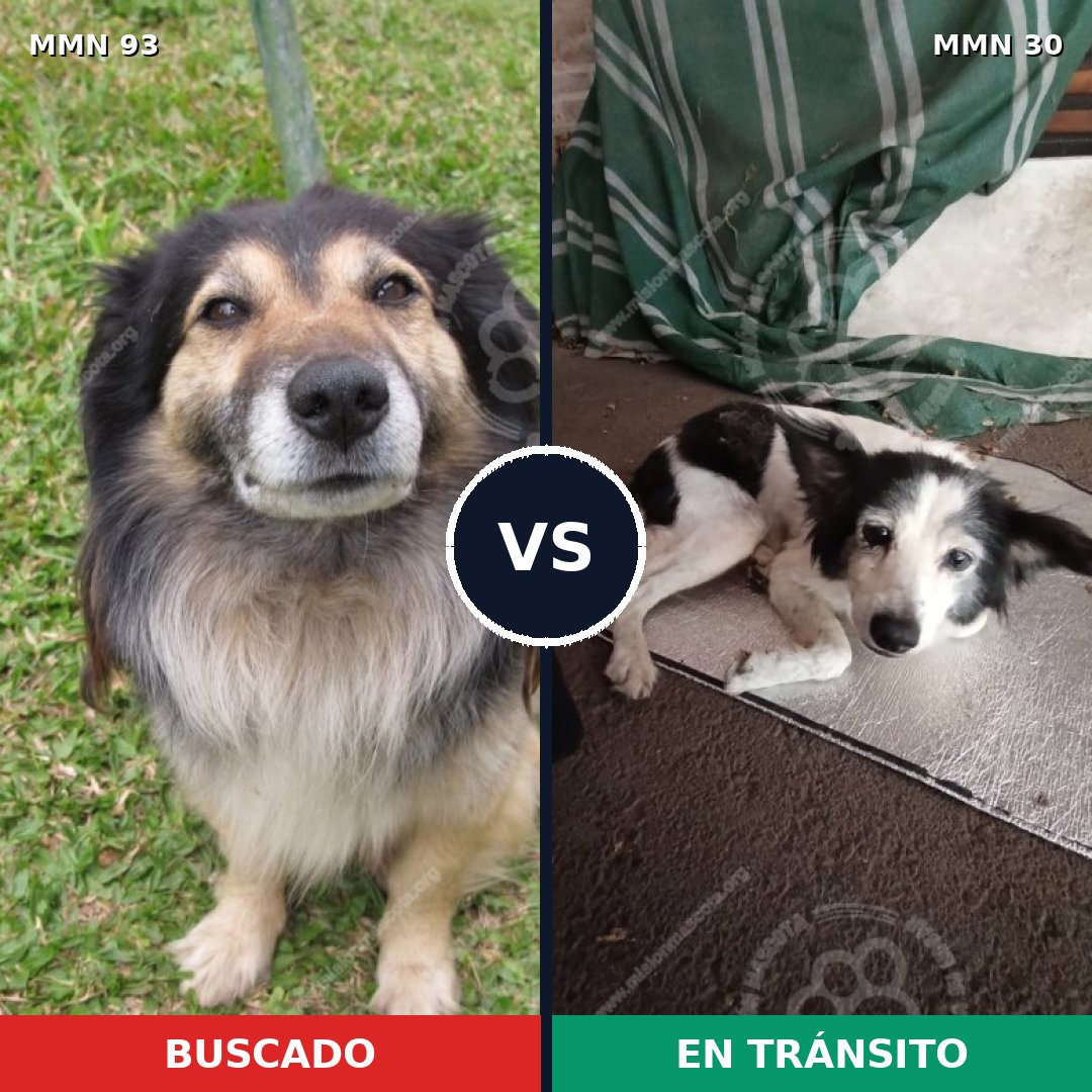 Comparativa MMS 2814: mascota perdida y mascota encontrada, 62% de similitud