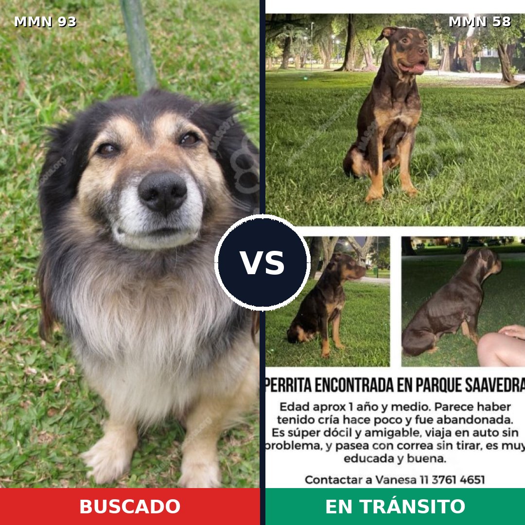 Comparativa MMS 2815: mascota perdida y mascota encontrada, 71% de similitud