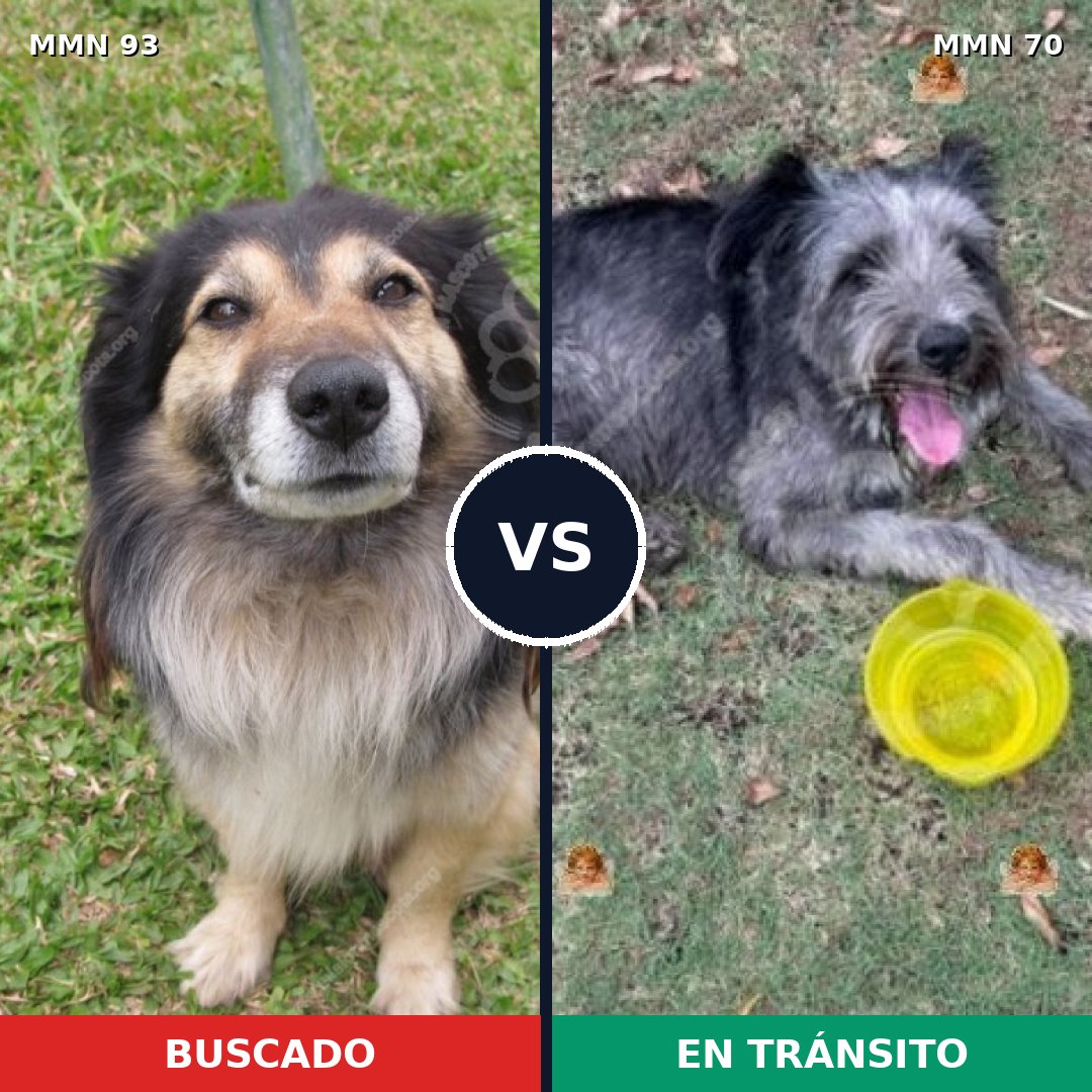 Comparativa MMS 2818: mascota perdida y mascota encontrada, 61% de similitud