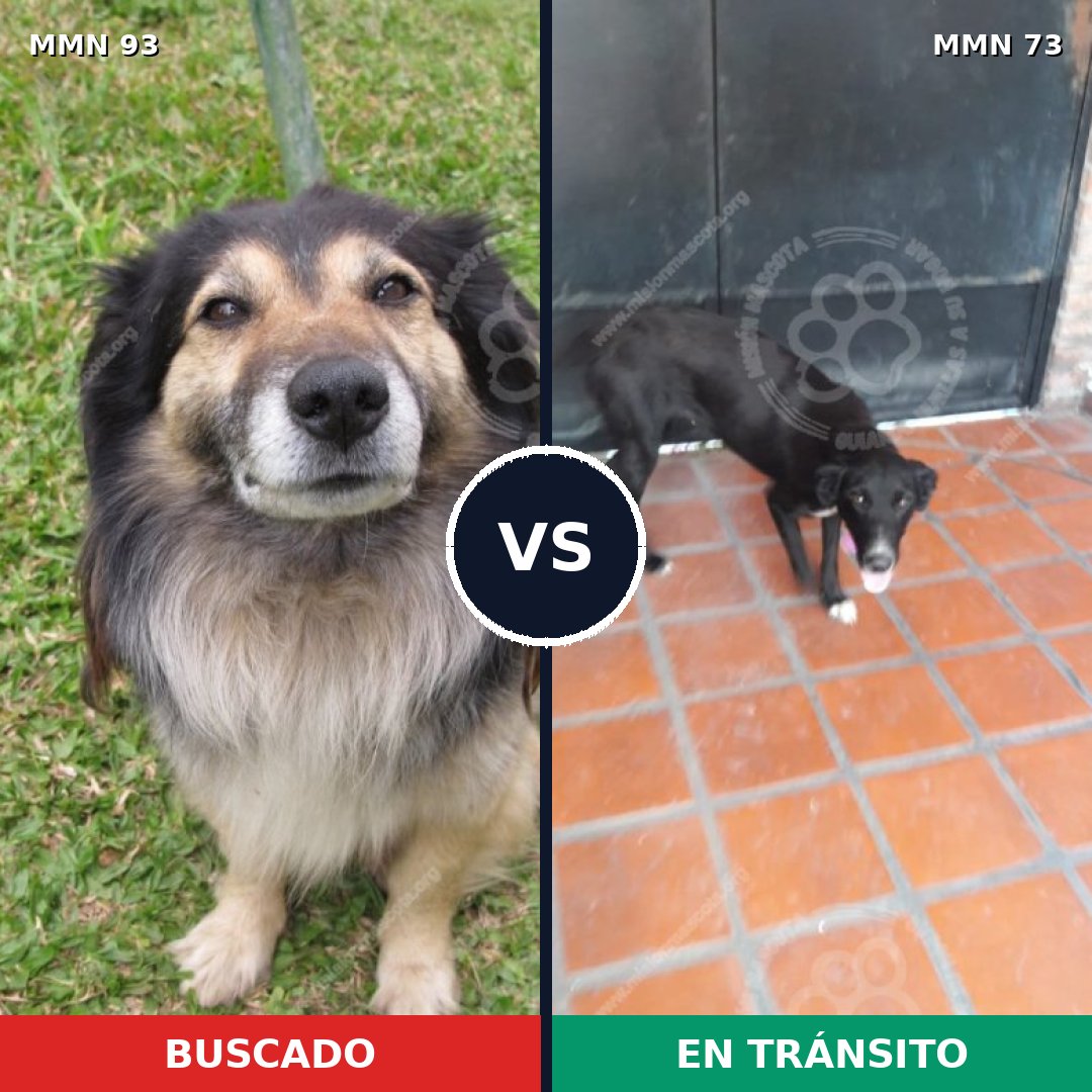 Comparativa MMS 2819: mascota perdida y mascota encontrada, 68% de similitud